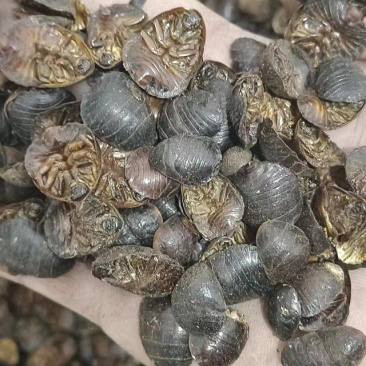 清水土元土鳖虫烘干大货供应各种规格齐全可包含量