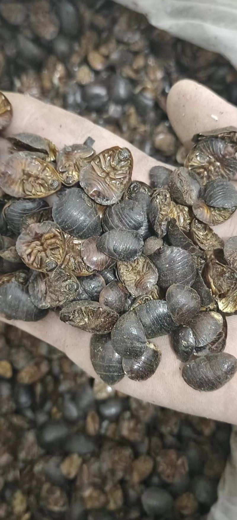 清水土元土鳖虫烘干大货供应各种规格齐全可包含量