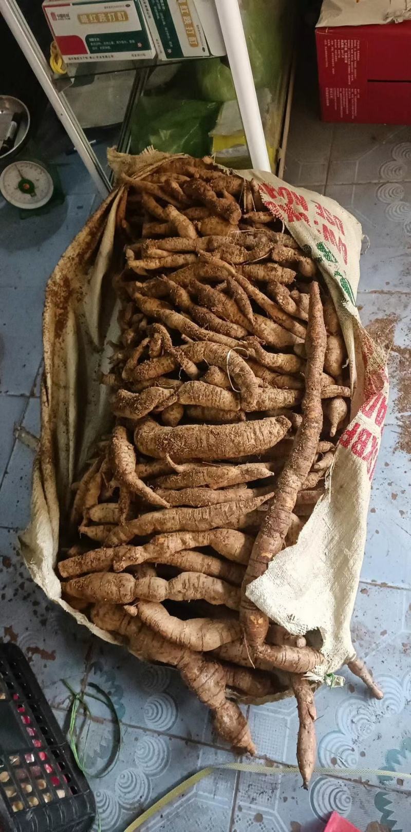 深山采挖牛大力