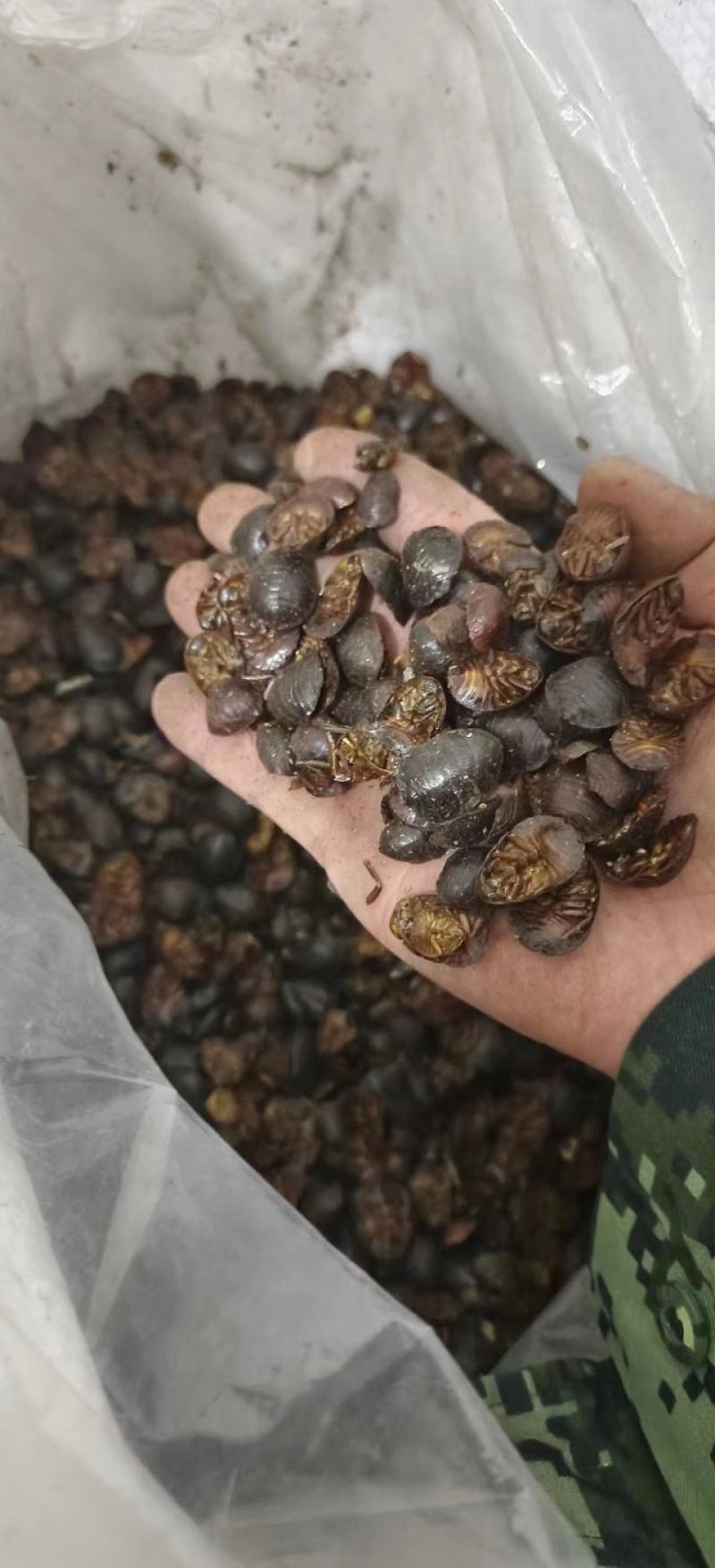 清水土元土鳖虫烘干大货供应各种规格齐全可包含量