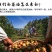 江西绿色茶仔油