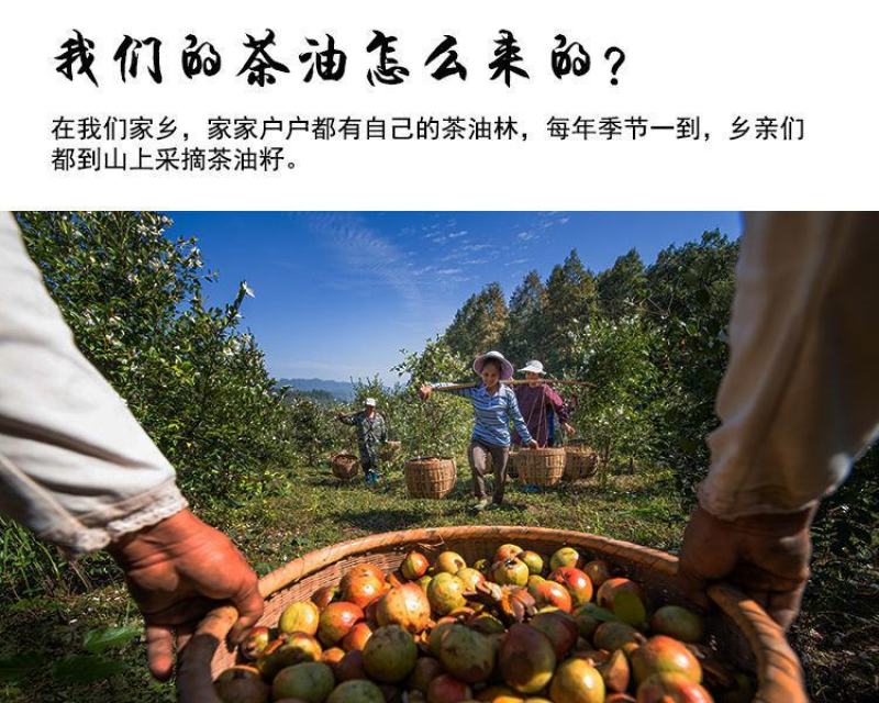 江西绿色茶仔油