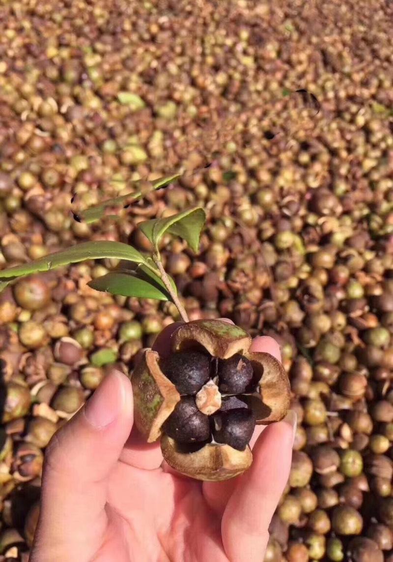 江西绿色茶仔油