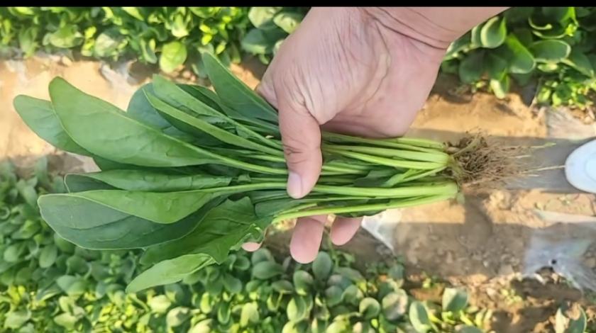 菠菜与折耳根的食材图