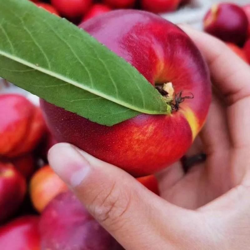 精品油桃白红油桃大量上市全国发货可视频看货