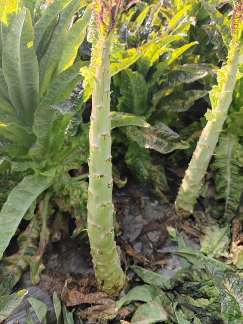 湖北莴笋杆子，大量有货，质量好无空心无裂口，欢迎老板订购