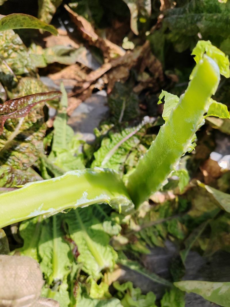 湖北莴笋杆子，大量有货，质量好无空心无裂口，欢迎老板订购