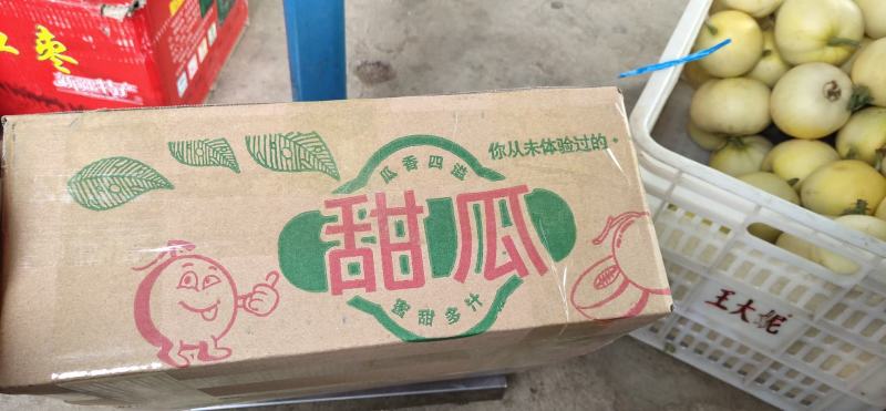 山东蒙阴星甜20小蜜蜂甜瓜脆甜爽口一件代发小蜜罐甜瓜
