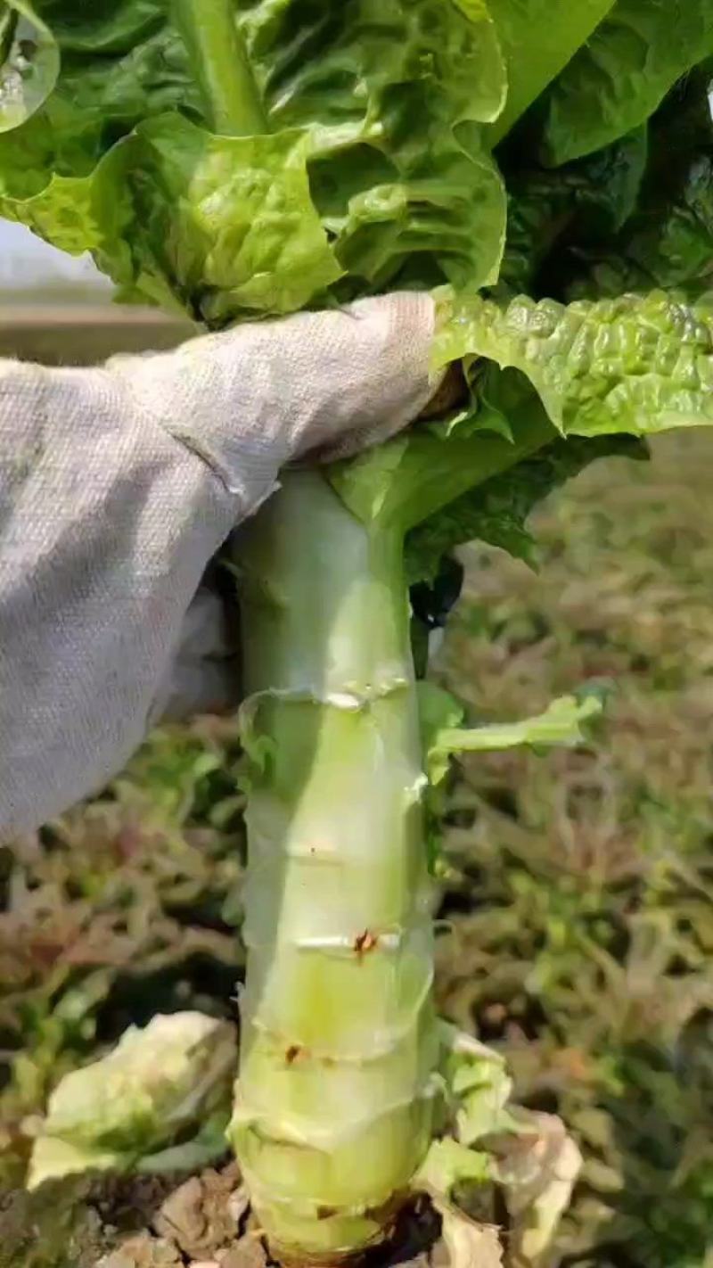 湖北莴笋杆子，大量有货，质量好无空心无裂口，欢迎老板订购