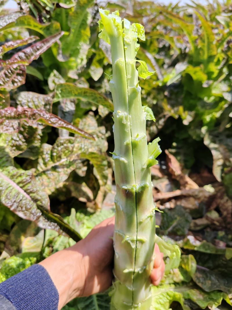 湖北莴笋杆子，大量有货，质量好无空心无裂口，欢迎老板订购