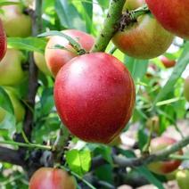 精品油桃白红油桃大量上市全国发货可视频