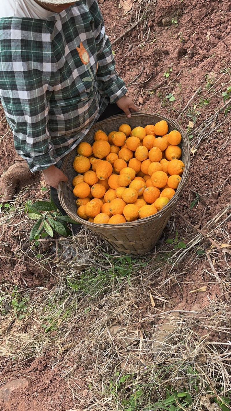 黄果柑