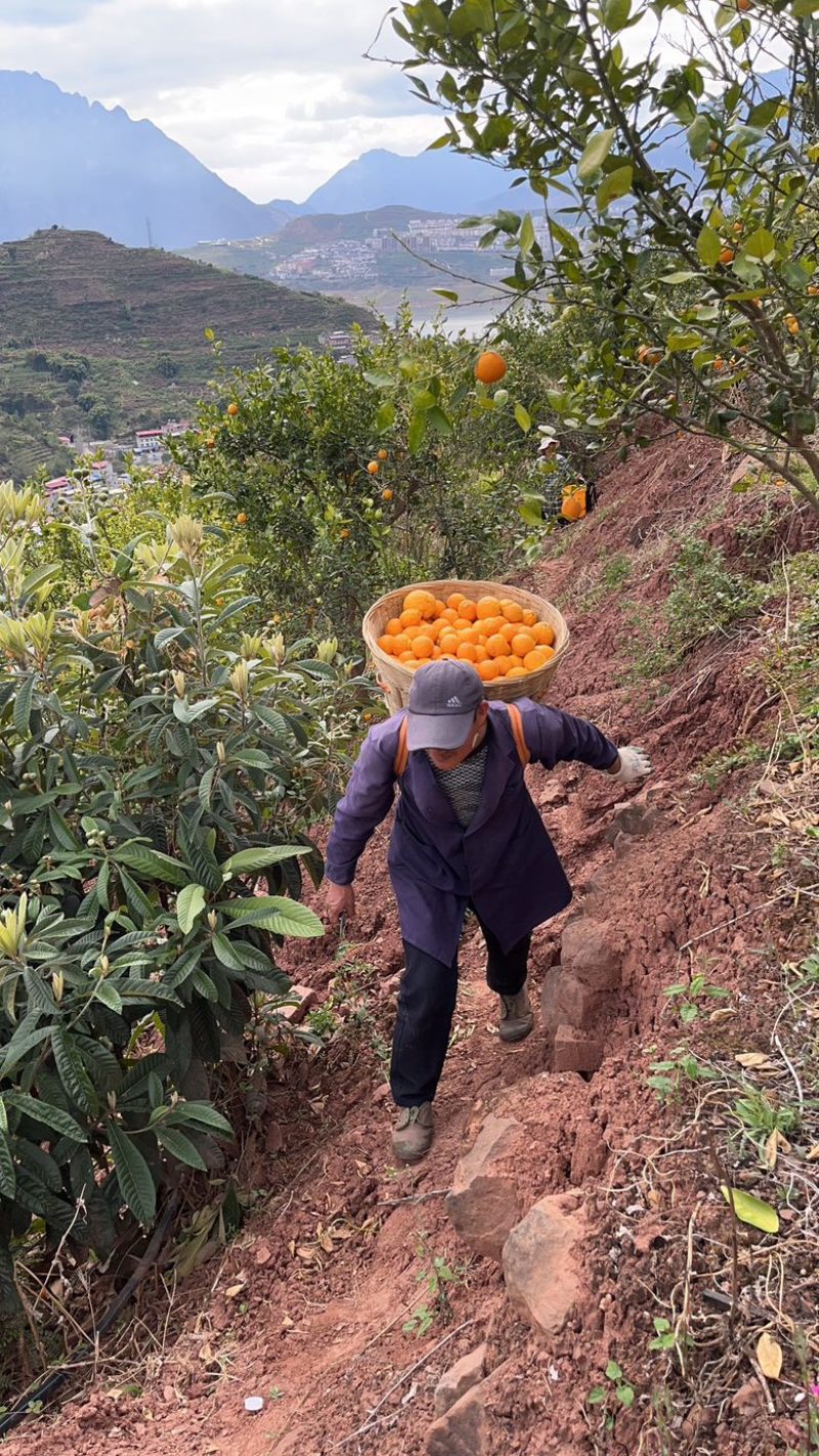 黄果柑