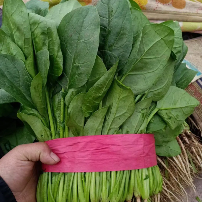 【推荐】精品菠菜大量上市货源充足基地直发欢迎选购