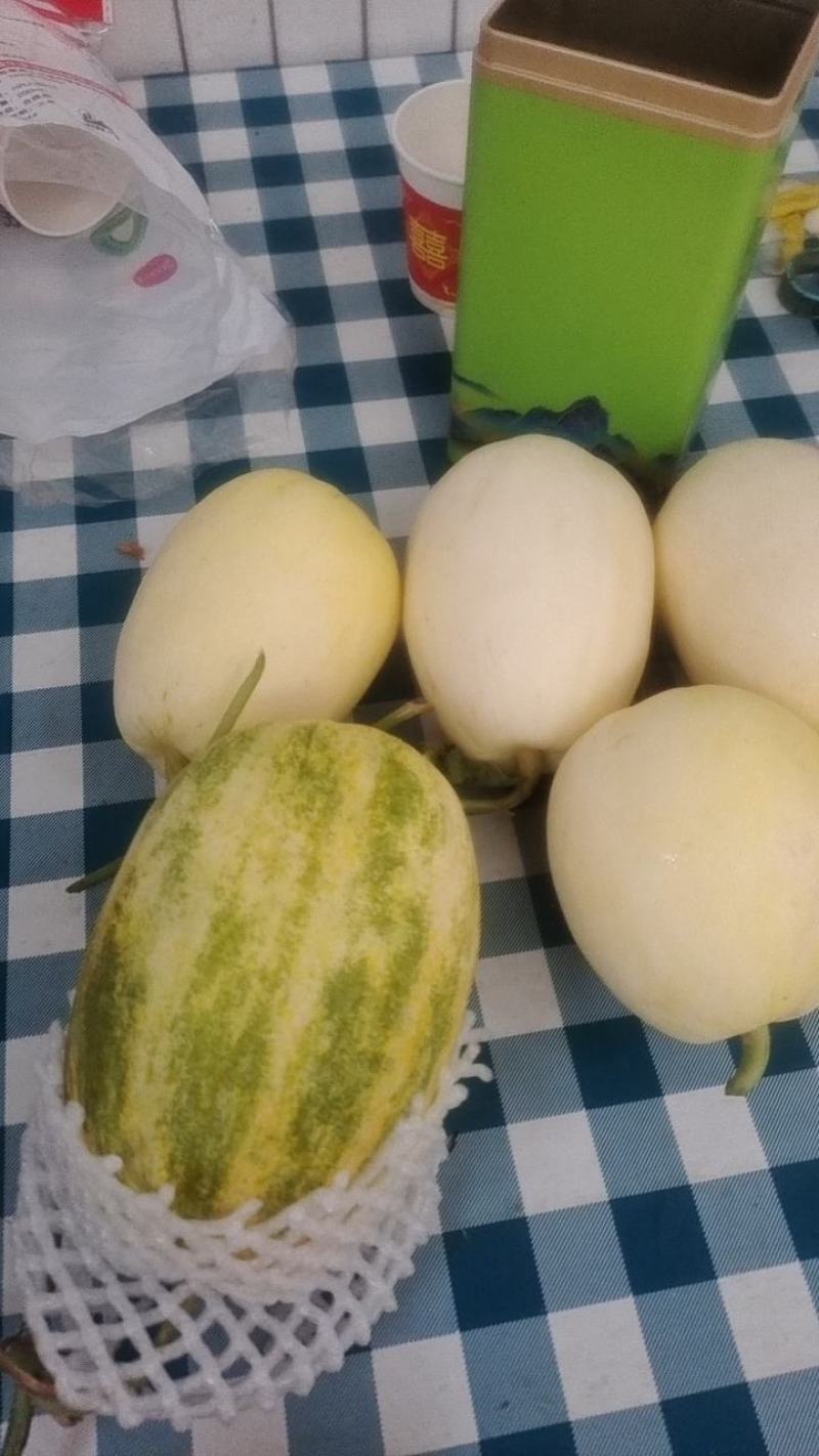 陕西大荔白兔娃，星甜24，天美五五，白薄皮甜瓜，