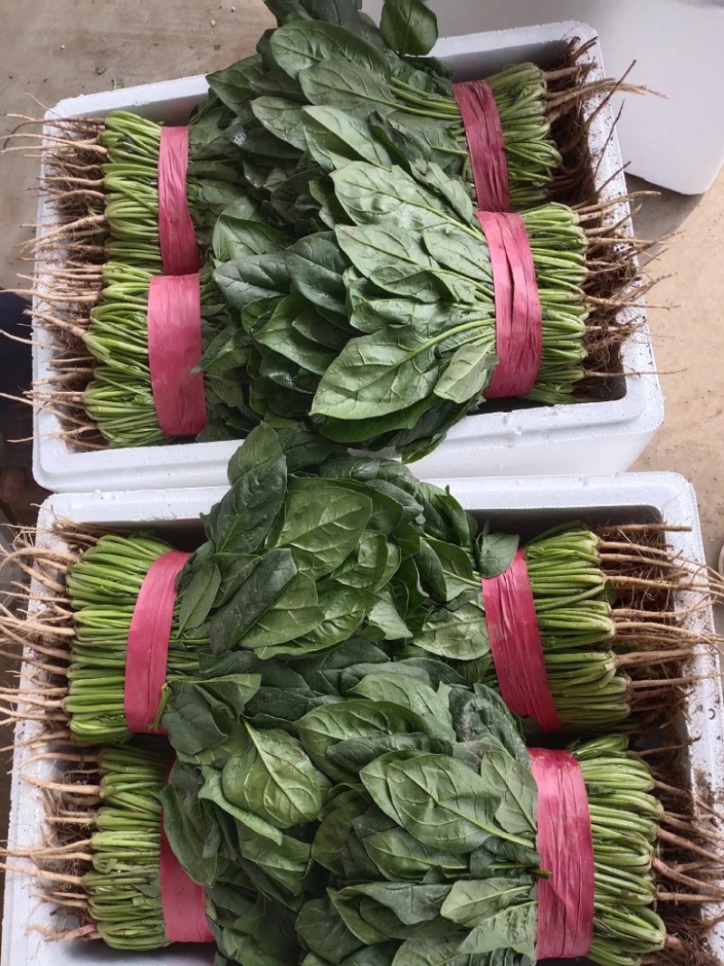 【推荐】精品菠菜大量上市货源充足基地直发欢迎选购