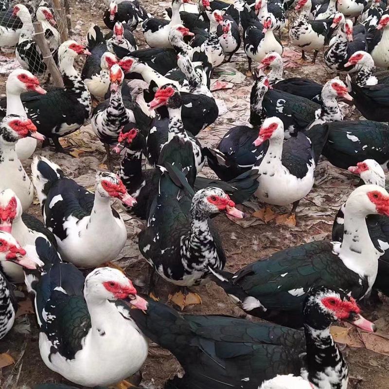 黑番中公