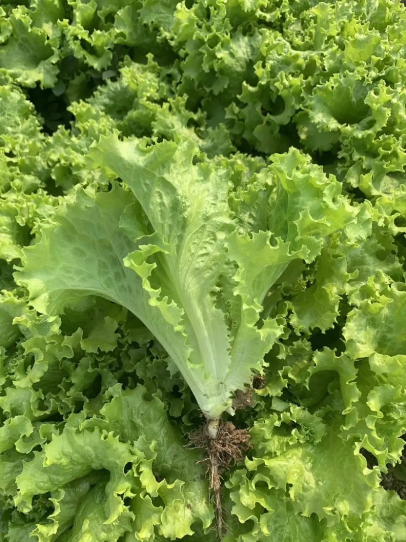 【热销】江苏精品生菜量大从优整车发货质量保证