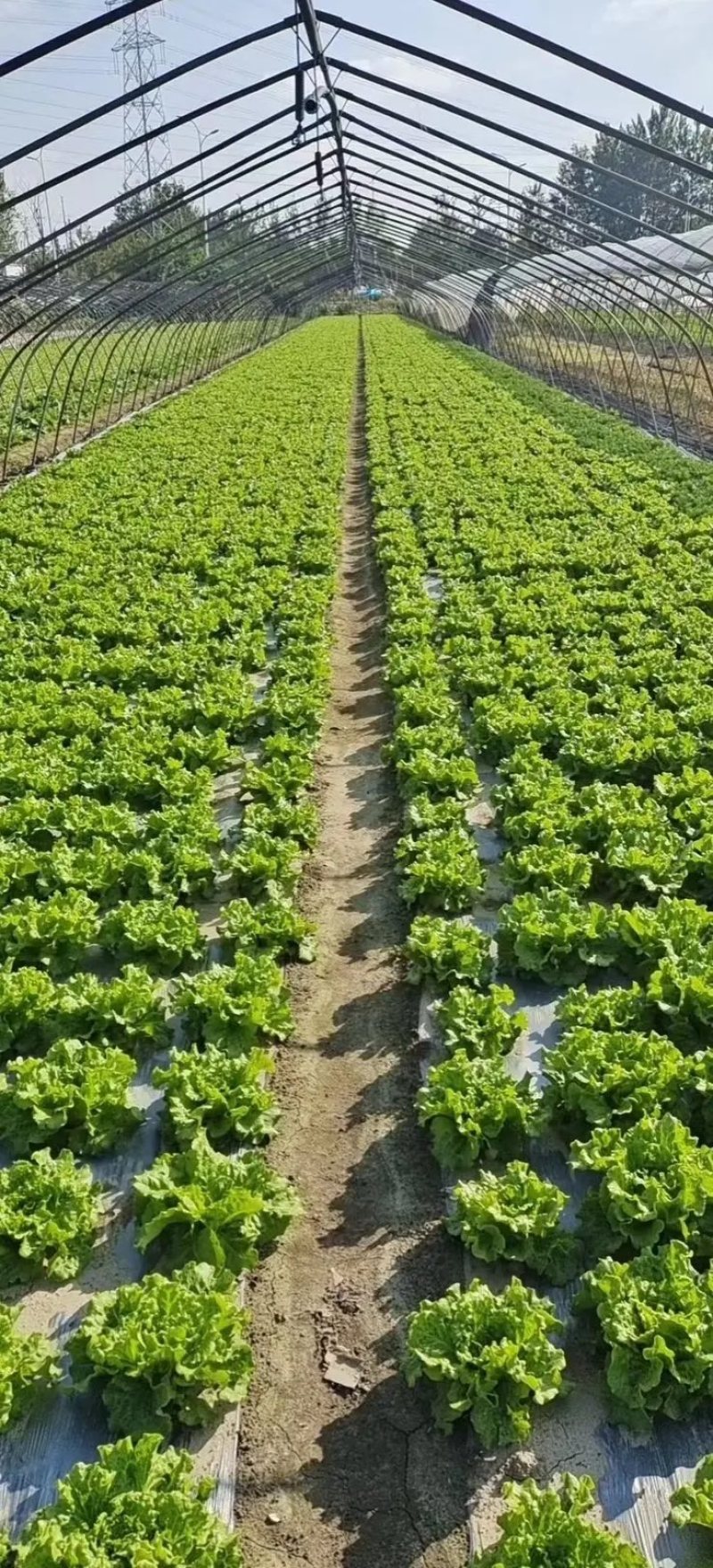 【热销】江苏精品生菜量大从优整车发货质量保证