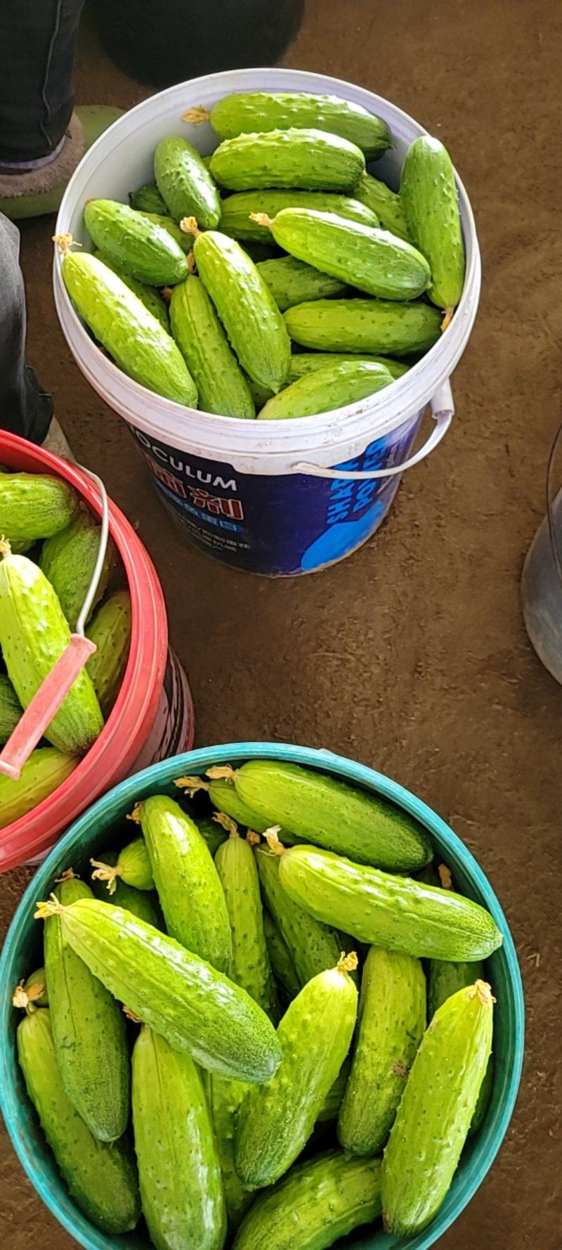 精品旱黄瓜大量有货，需要的老板与我联系，常年代收代发全国
