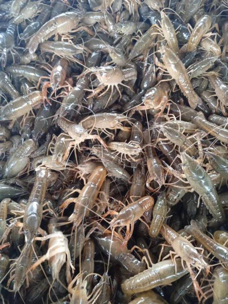 小龙虾种苗江苏养殖基地发货品质货源欢迎电联
