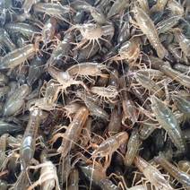小龙虾种苗江苏养殖基地发货品质货源欢迎电联