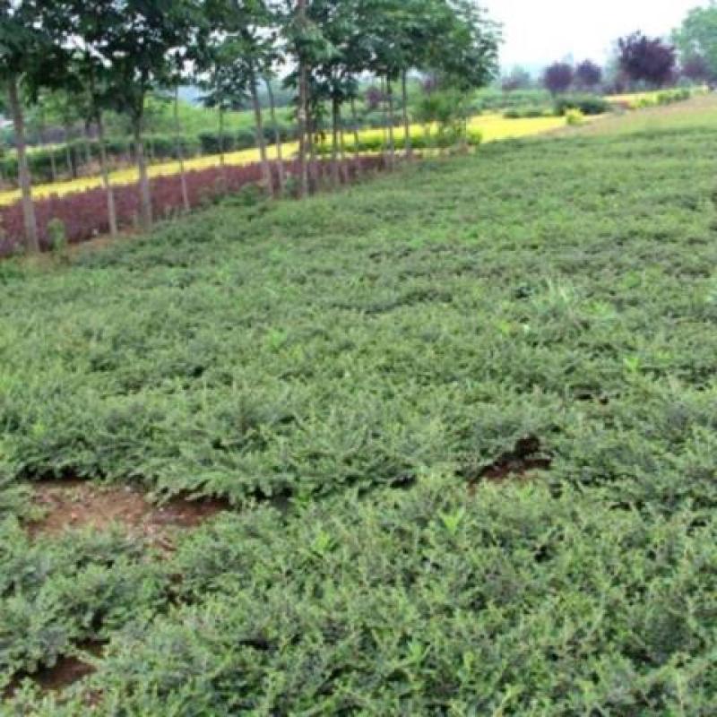 平枝荀子铺地蜈蚣小叶栒子平枝旬子苗盆景匍匐灌木工程绿