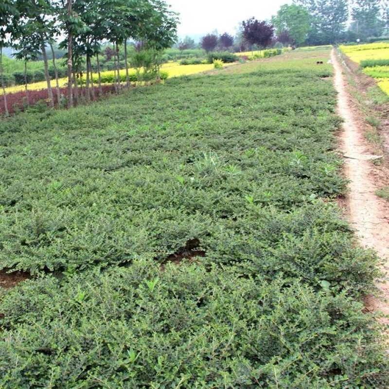 平枝荀子铺地蜈蚣小叶栒子平枝旬子苗盆景匍匐灌木工程绿