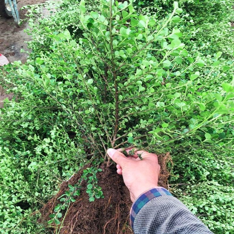 平枝荀子铺地蜈蚣小叶栒子平枝旬子苗盆景匍匐灌木工程绿