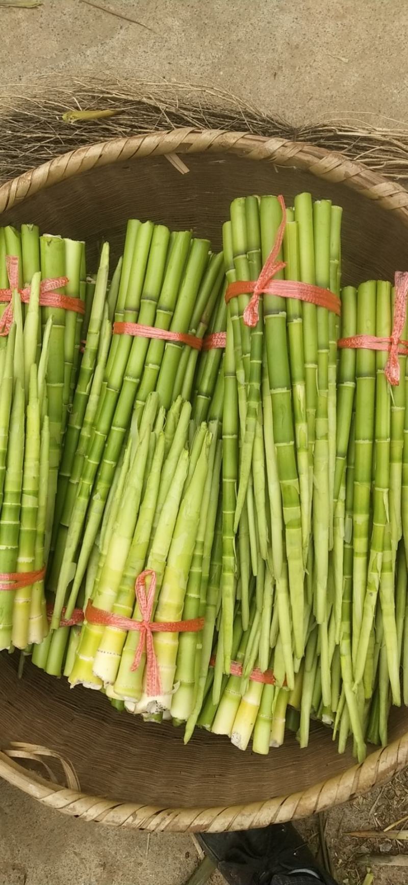 山上新鲜竹笋