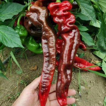 朝天椒苗，线椒苗螺丝椒苗羊角椒苗，美人椒苗