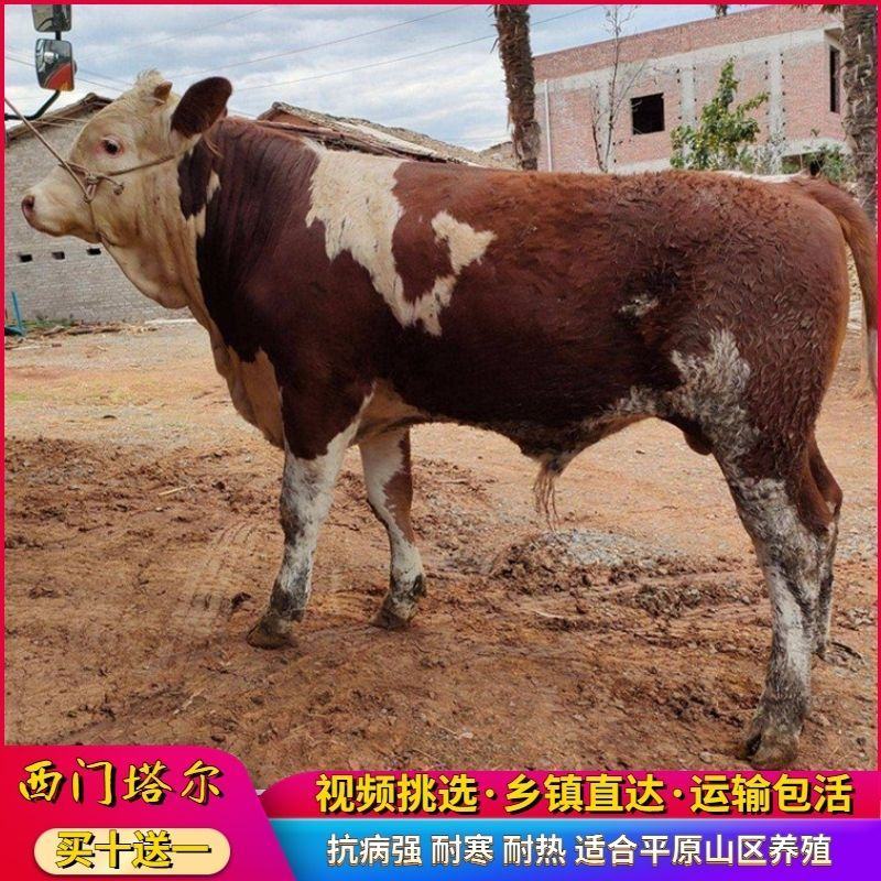 西门塔尔牛犊小牛苗小牛犊小牛仔小牛肉牛包活分期付款