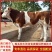 西门塔尔牛犊小牛苗小牛犊小牛仔小牛肉牛包活分期付款