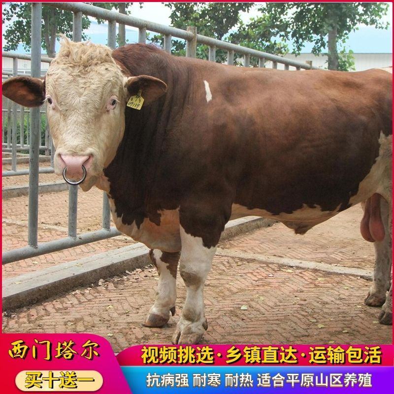 西门塔尔牛犊小牛苗小牛犊小牛仔小牛肉牛包活分期付款