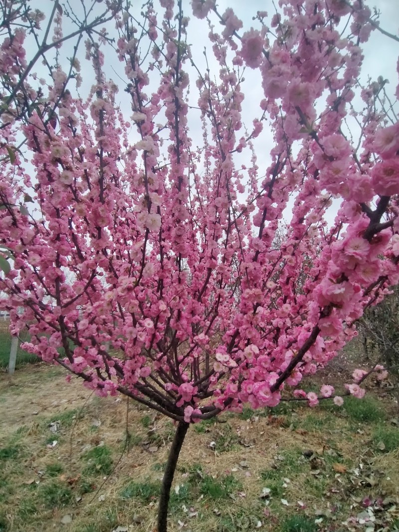 绿化树