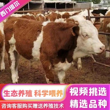 西门塔尔牛犊小牛苗小牛犊小牛仔小牛肉牛包活分期付款
