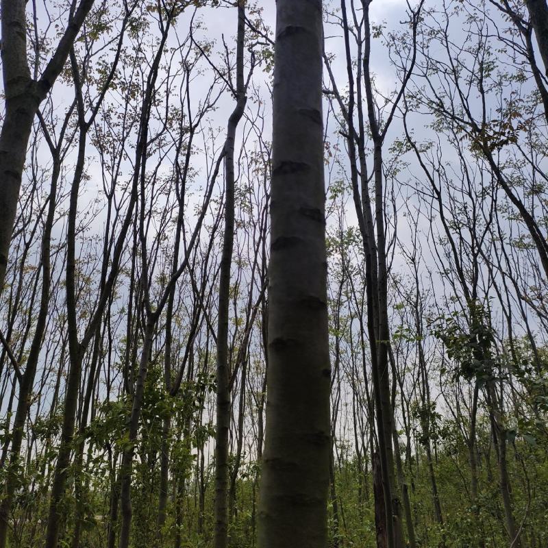香椿树清仓退林还田，需要老板请来电咨询