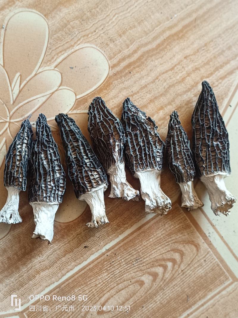 羊肚菌