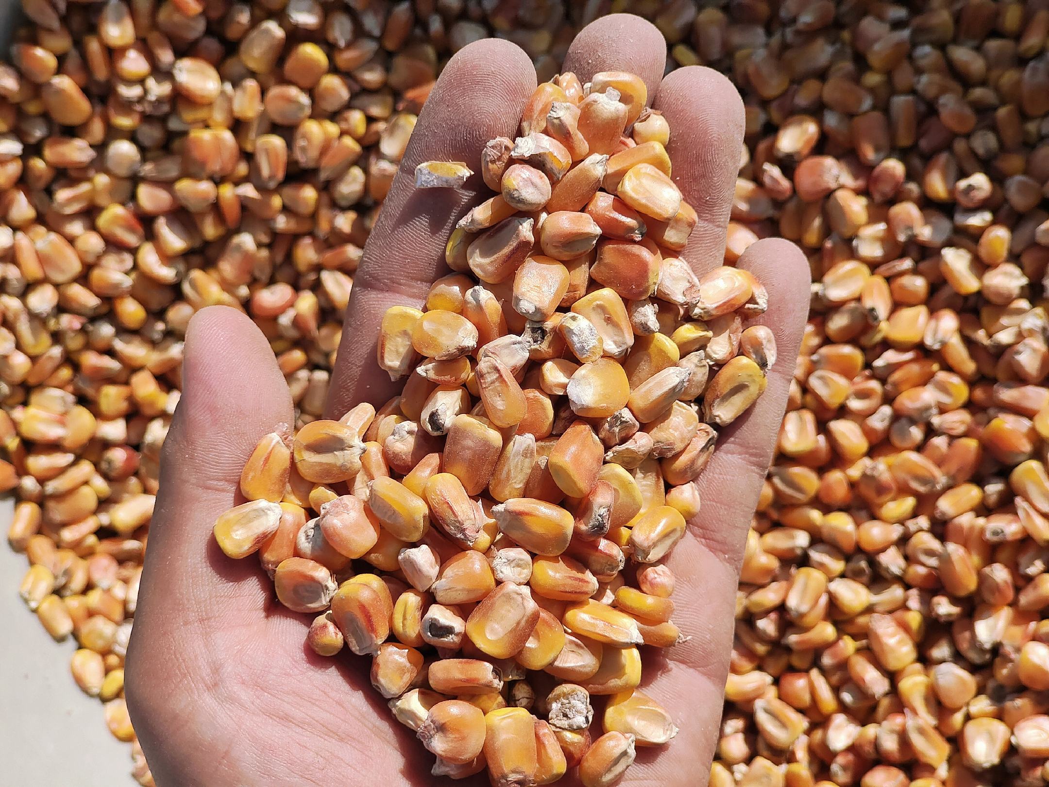 鸽子采食含玉米鸽粮特写