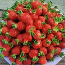 红古冷棚草莓上市