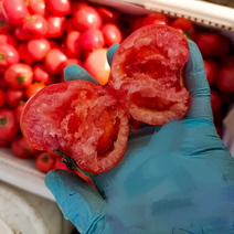 海阳西红柿海阳普罗旺斯西红柿皮薄沙瓤草莓心自然成熟