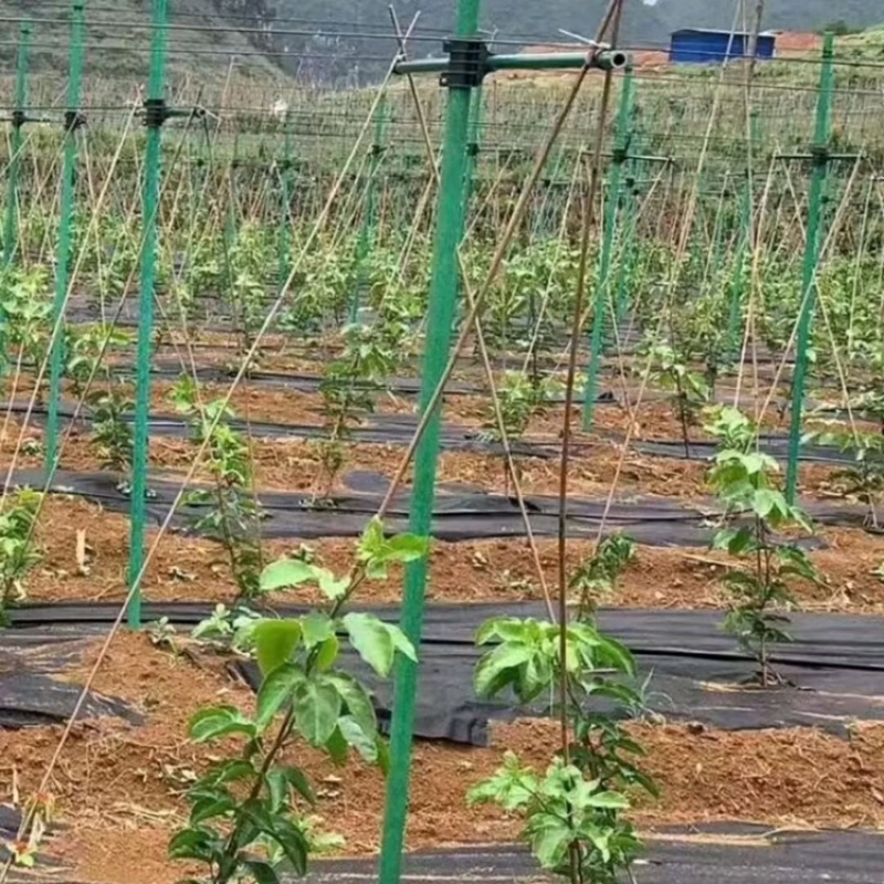 大棚拱棚百香果立柱拱棚立柱火龙果立柱
