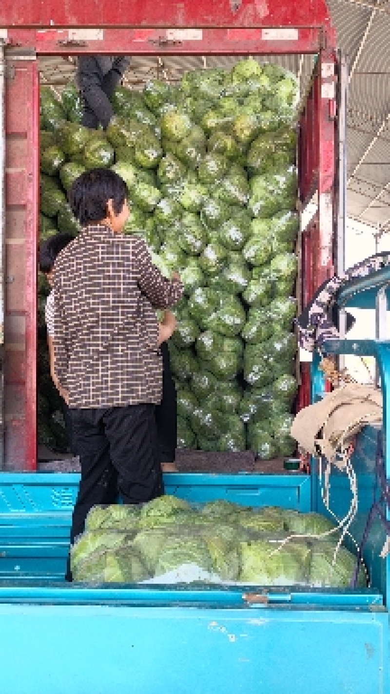 优质焦作博爱甘蓝量大从优质量保证价格美丽对接全国电商批发商