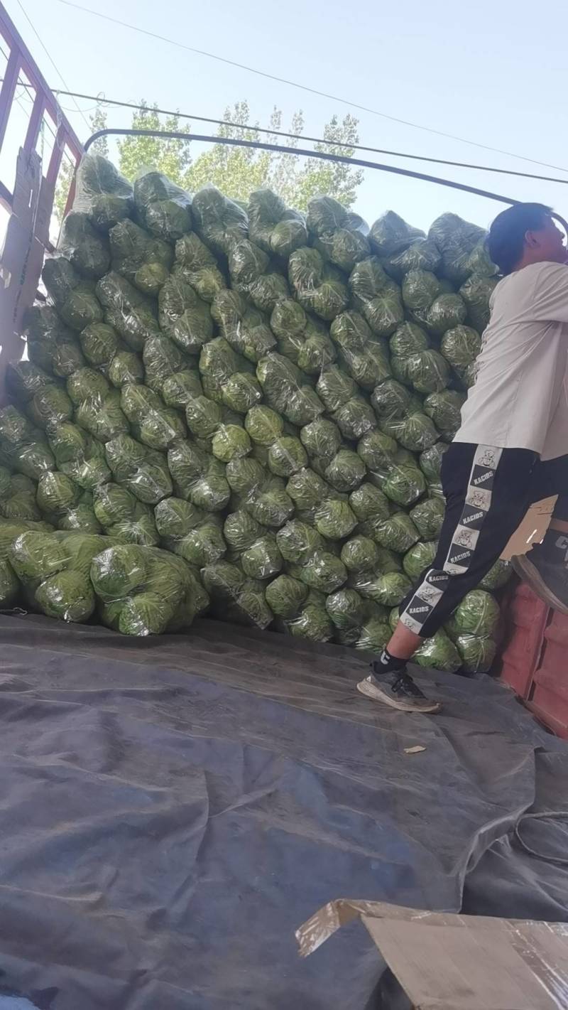 优质焦作博爱甘蓝量大从优质量保证价格美丽对接全国电商批发商
