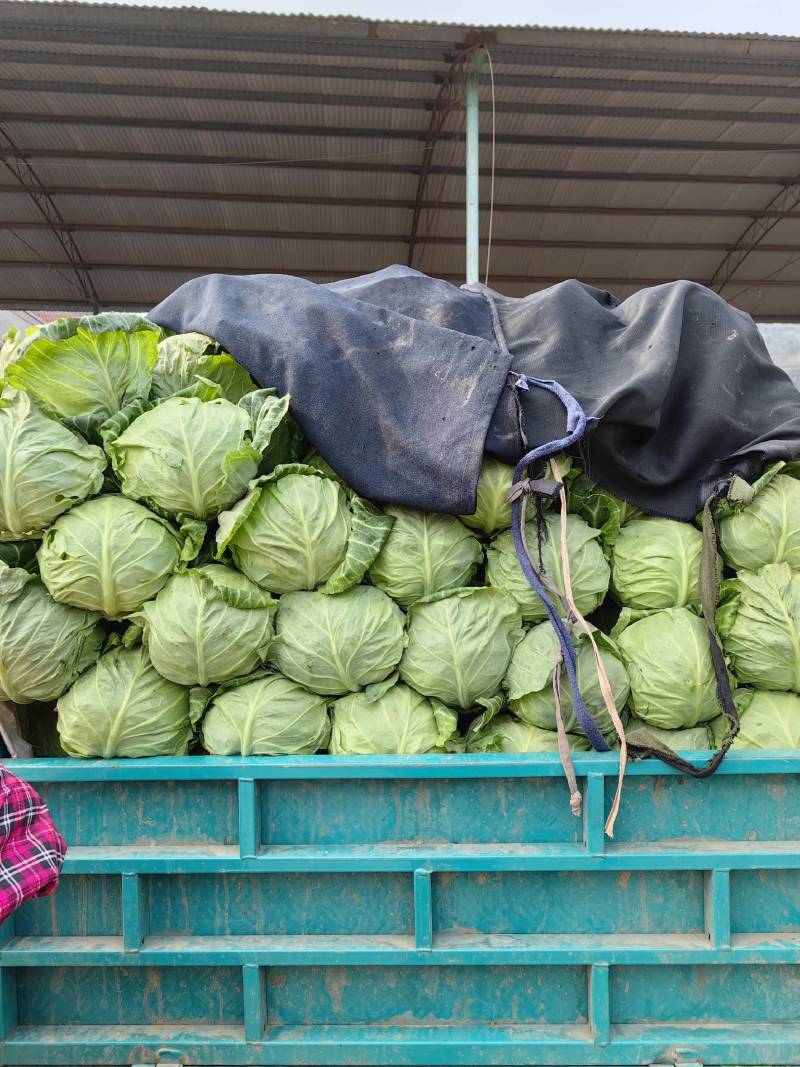 优质焦作博爱甘蓝量大从优质量保证价格美丽对接全国电商批发商