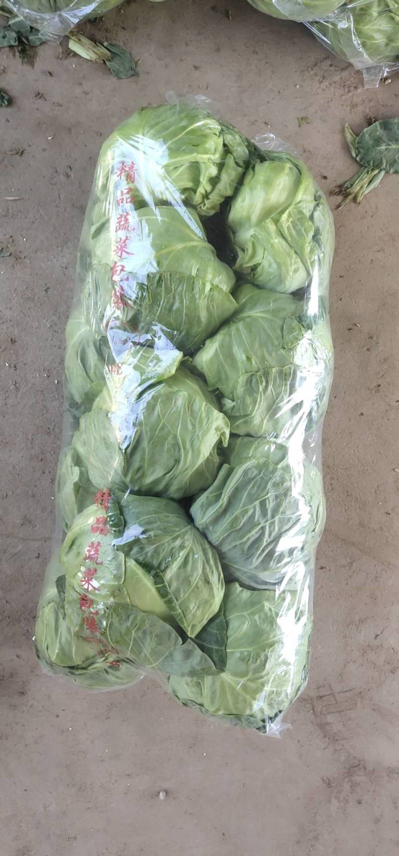 优质焦作博爱甘蓝量大从优质量保证价格美丽对接全国电商批发商