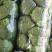 优质焦作博爱甘蓝量大从优质量保证价格美丽对接全国电商批发商