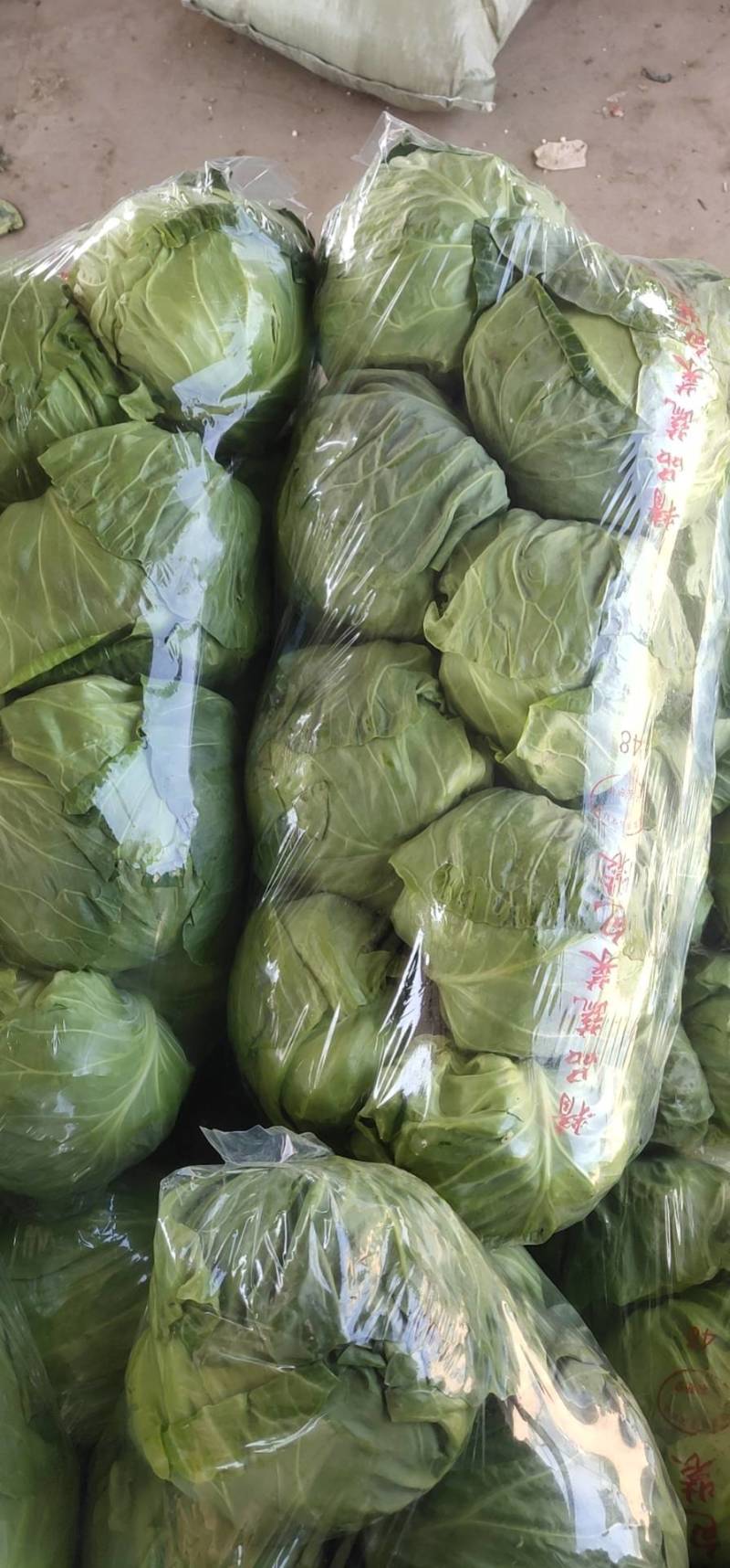 优质焦作博爱甘蓝量大从优质量保证价格美丽对接全国电商批发商