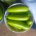 绿皮西葫芦，量大，颜色油绿，个头大小均匀。