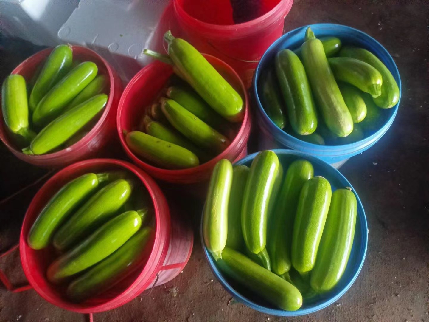 农贸市场摊位上整齐摆放的新鲜深绿色西葫芦,带有露珠,背景有农户正在整理蔬菜,体现产地直供的新鲜状态 市场中新鲜西葫芦陈列场景